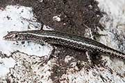 Striped Snake-eyed Skink (Cryptoblepharus virgatus)